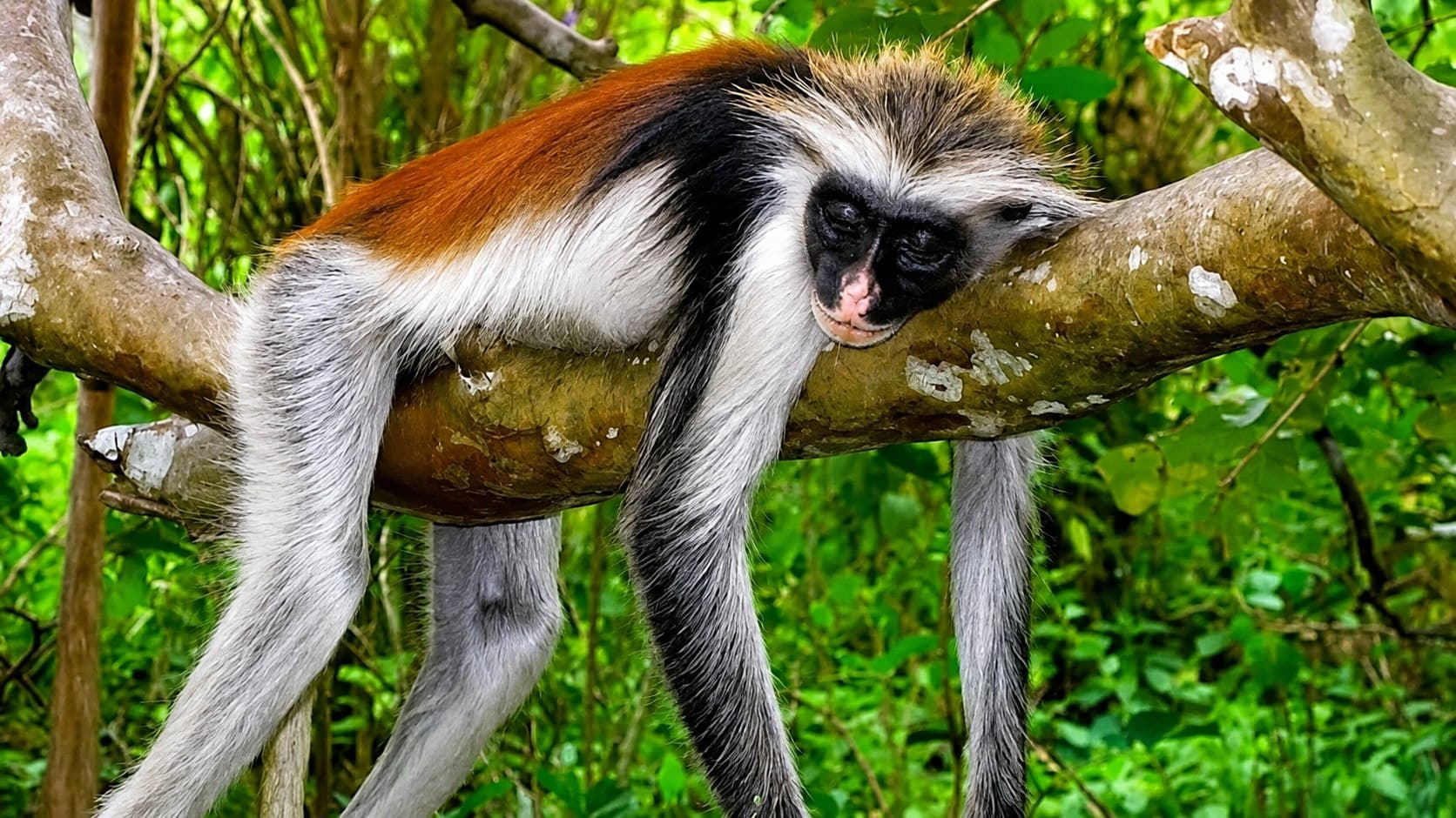 Jozani Forest, Zanzibar